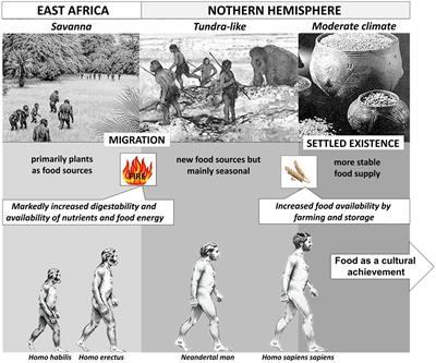 Dietary proteins: from evolution to engineering